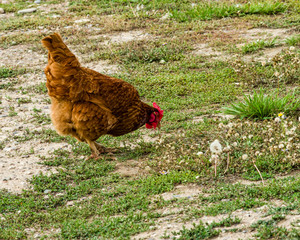 Chicken searching for food in weeds