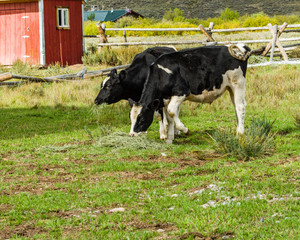 Two cows grazing in pasture