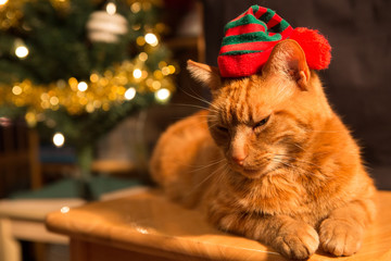 Cat in red and green Christmas hat