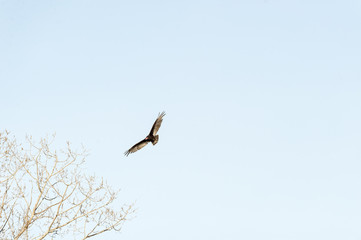 Turkey Vulture banks over leafless tree