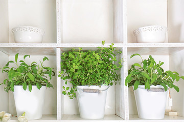 Home plants in flower shop