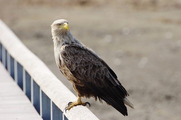 White-tailed eagle in Hokkaido　睨むオジロワシ