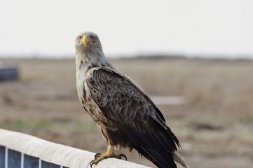 handsome bird, White-tailed eagle　オジロワシ　北海道