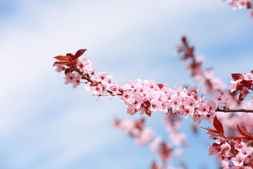 Branch of blooming tree flowers on blurred background