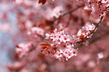 Branch of blooming tree flowers on blurred background