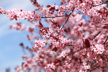 Branch of blooming tree flowers on blurred background