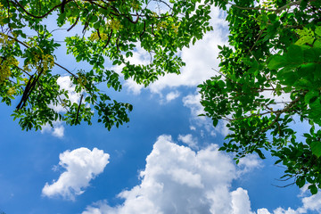 Fototapeta premium Background of nature