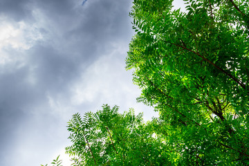 Background of nature