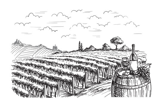 Rows of vineyard grape plants in graphic style, hand-drawn vector illustration.
