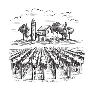 Rows of vineyard grape plants and castle in graphic style, hand-drawn vector illustration.