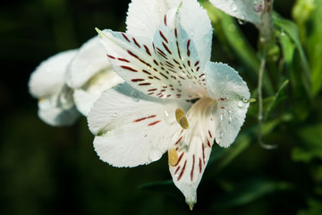 White Flower Dew