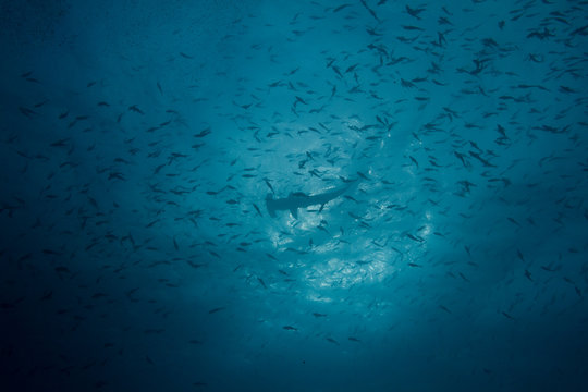 Silhouette of Hammerhead Shark 