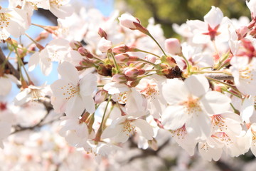 満開の桜の中の蕾