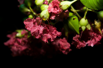Red Flowers in the Rain