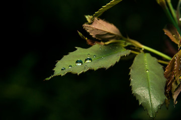 Water bead on a leaf