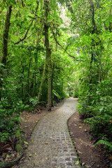 Fototapeta na wymiar Stone path in rainforest Monteverde Costa Rica