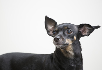 Black miniature dog of breed pinscher