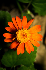 Orange Flower