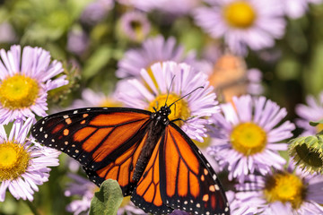 Fototapeta premium Monarch butterfly, Danaus plexippus, w ogrodzie motyla na kwiat
