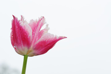 Tulip with raindrops against the background of sky