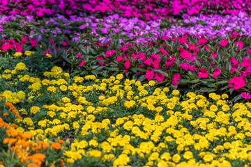 Pink Purple Yellow Flower Bed