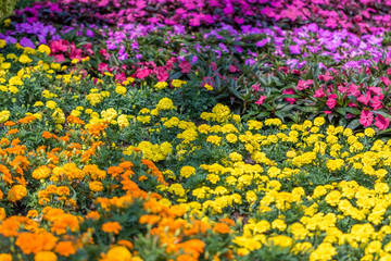 Obraz premium Yellow Orange Purple Flower Bed
