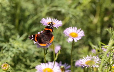 Red admiral butterfly, Vanessa atalanta