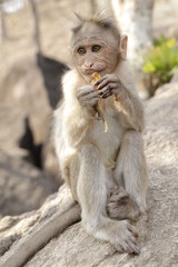 Indian monkey