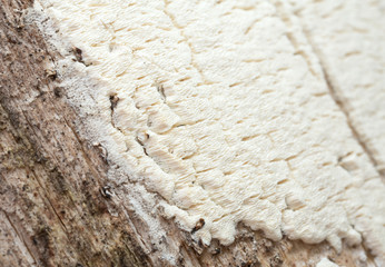 Antrodia xantha growing on pine wood