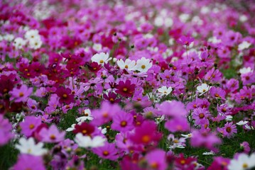 昭和記念公園のコスモス