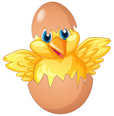 Little chick hatching egg
