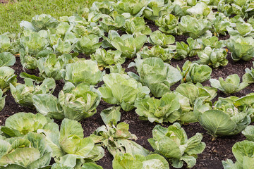 cabbage in Agricultural plots