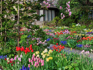 house garden with spring flowers