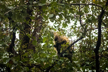 Porcupine at lunch