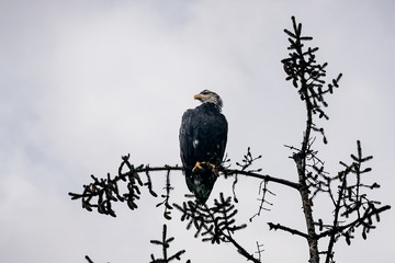 American Bald Eagle