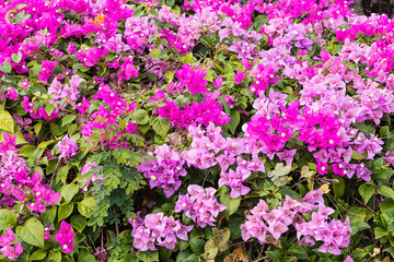 Obraz premium flower in garden