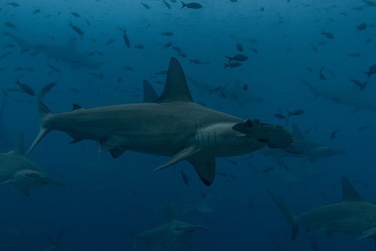 Hammerhead profile view