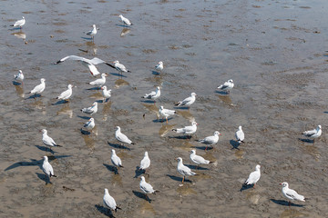 many Seagull