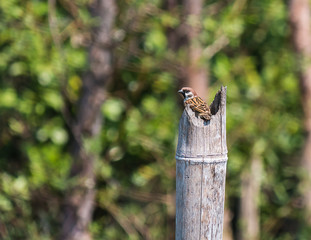 little sparrow in Wood horn