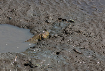 fish in mud