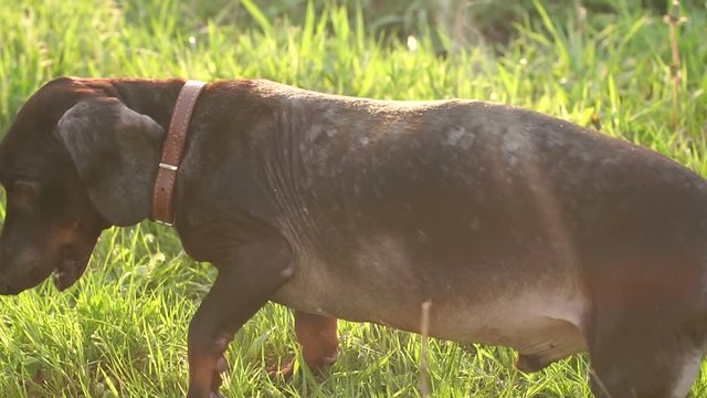 Close-up of a dog with allergic skin rashes walks in the Park.