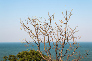 branch with blue sky