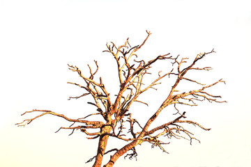 dry branch with blue background