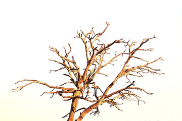 Fototapeta premium dry branch with blue background