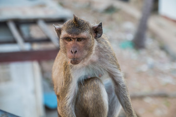 Obraz premium the monkey with blur background