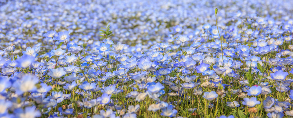 Close-up nemophila (baby blue eyes) flowers at Seaside Park, Ibaraki
