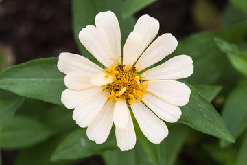 Obraz premium flower in garden