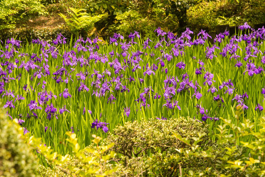 A meadow of Irises amidst trees in a garden