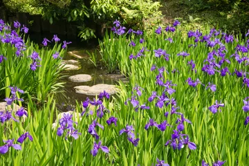 Foto op Plexiglas anti-reflex Stenen trappen in een vijver te midden van een weide van irissen in een zen-tuin © Chitra Tatachar