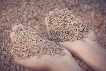 Hand holding paddy seeds